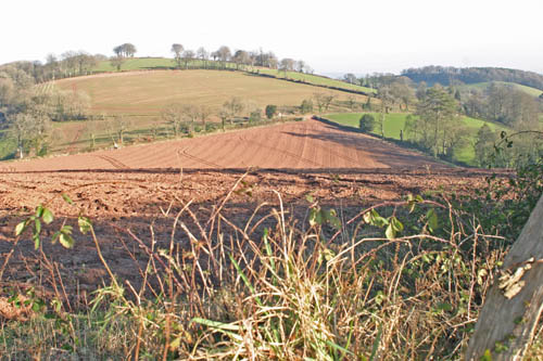 View from footpath walk to Cadbury castle