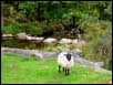 sheep on open moor near the East Okement river