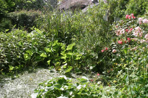 Gooseberry Cottage garden